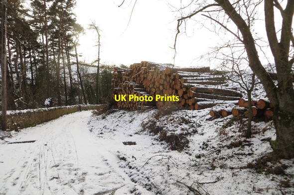 Photo 6"x4" Log pile, Fala Dam Fala\/NT4361 c2015