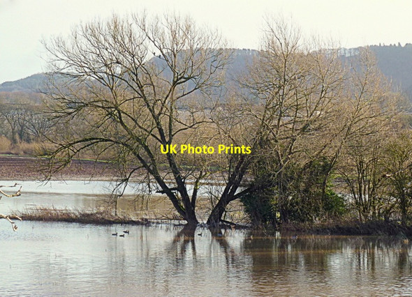 Photo 6"x4" Willows in the flood Glewstone c2015