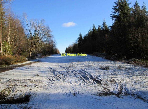 Photo 6"x4" A wintry scene in the Wyre Forest, near Buttonoak Buttonoak c2015
