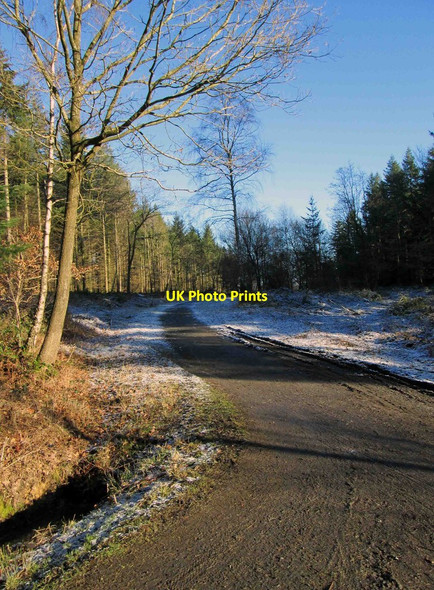Photo 6"x4" A bridleway in winter in the Wyre Forest, near Buttonoak Buttonoak c2015