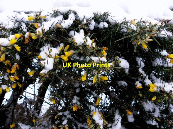 Photo 6"x4" Whins along Corlea Road Mountjoy\/H4277 c2015