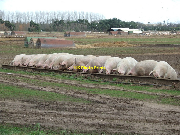 Photo 6"x4" Feeding Time Worlington\/TL6973 c2015