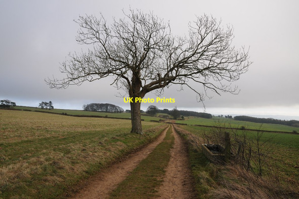 Photo 6"x4" Tree beside a track, Bredon Hill Bredon's Norton c2015