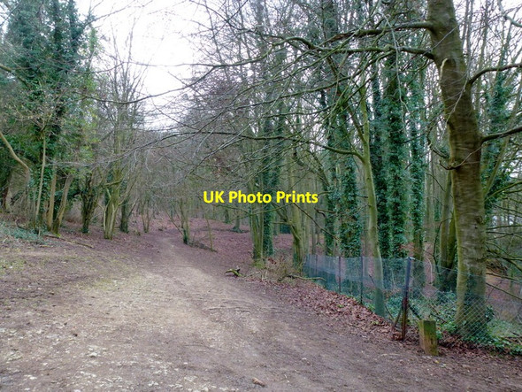 Photo 6"x4" Access land, Leckhampton Hill Leckhampton c2015