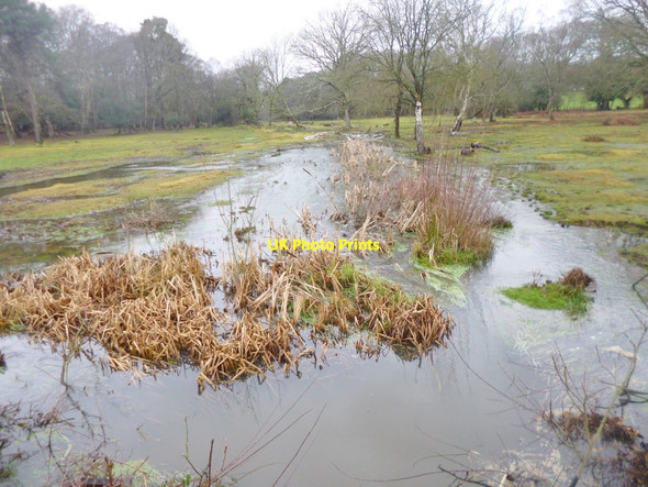 Photo 6"x4" Lyndhurst, Matley Bog Clayhill\/SU3007 c2015