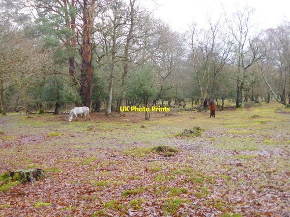 Photo 6"x4" Lyndhurst, ponies Clayhill\/SU3007 c2015