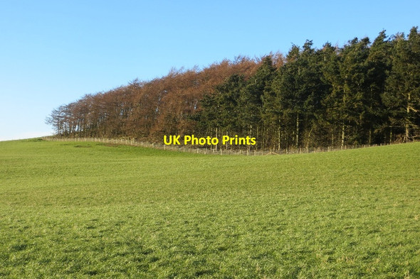Photo 6"x4" Kirkton Wood Carrick\/NO4422 c2015