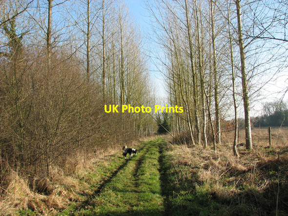 Photo 6"x4" Poplars growing beside the footpath to Mill Lane Hengrave\/TG1319 c2015