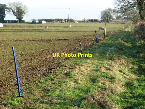 Photo 6"x4" Footpath past free-range pigs Hengrave\/TG1319 c2015