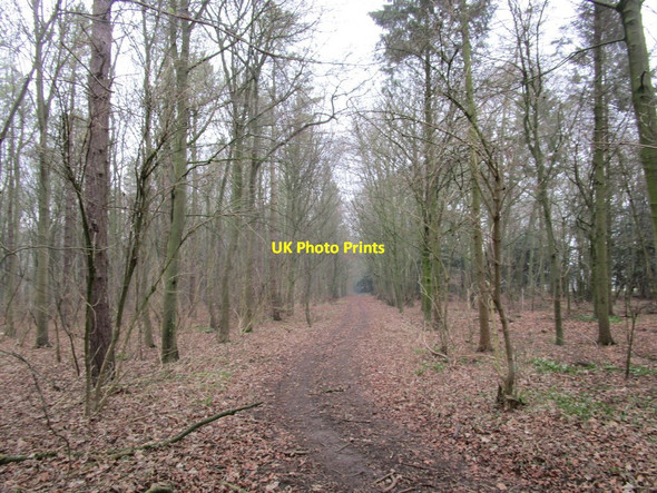 Photo 6"x4" Woodland ride Middleton on-the-Wolds c2015