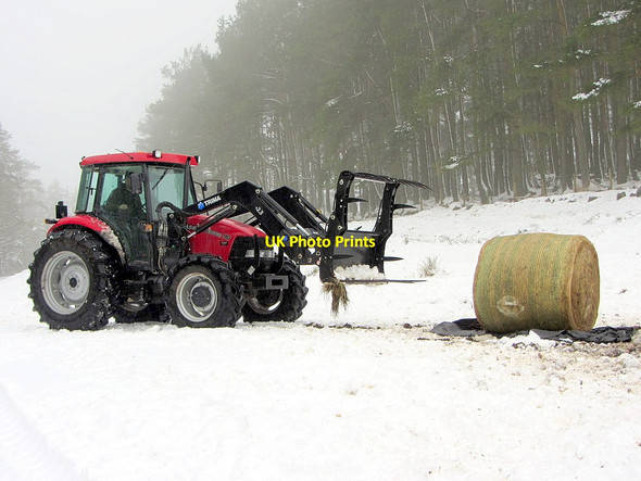 Photo 6"x4" Winter feed for Cheviot's hill cattle Barrow Burn\/NT8610 c2015