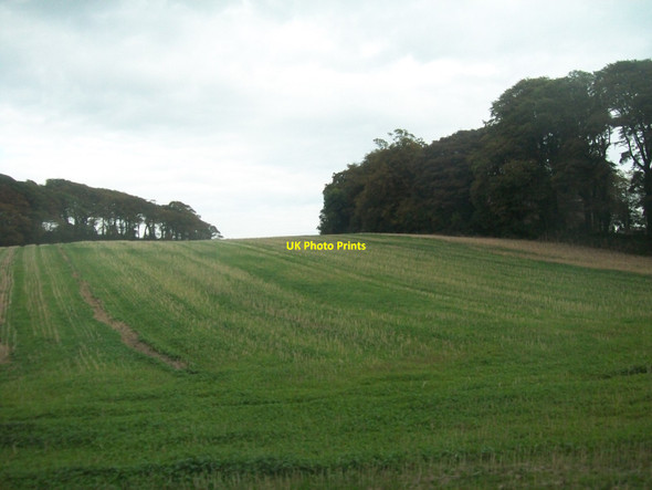 Photo 6"x4" Cropland adjoining Saeforde Parish Church Seaforde c2014