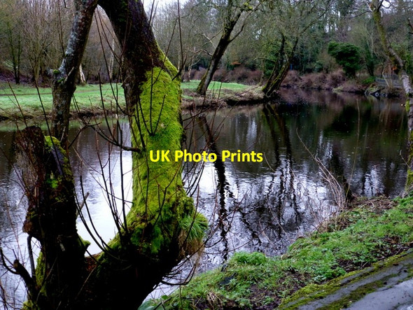 Photo 6"x4" A mossy tree trunk, Mullaghmore Omagh c2015
