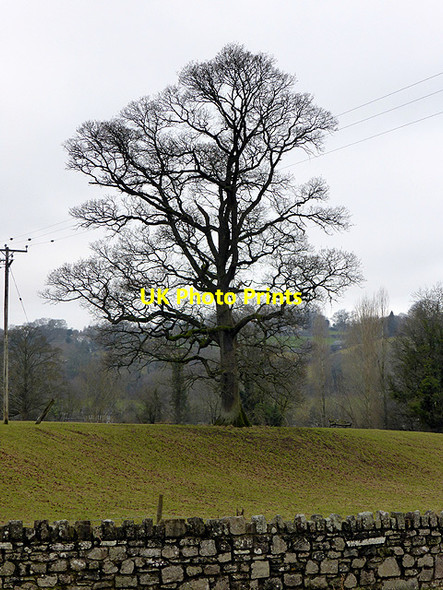 Photo 6"x4" Oak tree by Crickhowell Bridge Crickhowell c2015