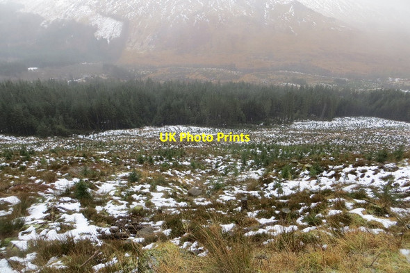 Photo 6"x4" Young trees, Glen Creran Allt Eilidh c2015