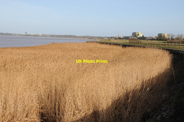 Photo 6"x4" Reeds beside the Severn Bevington c2015