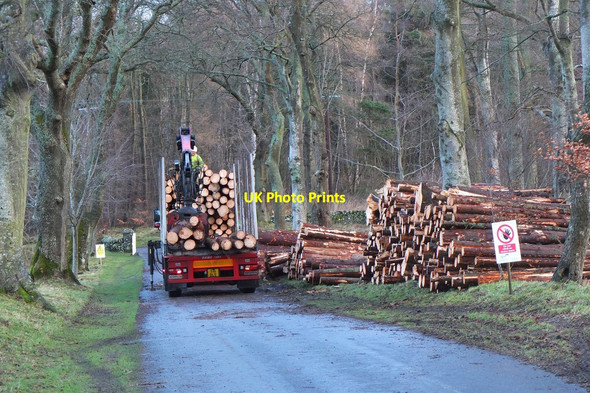 Photo 6"x4" Loading logs, Haystoun Peebles\/NT2540 c2015