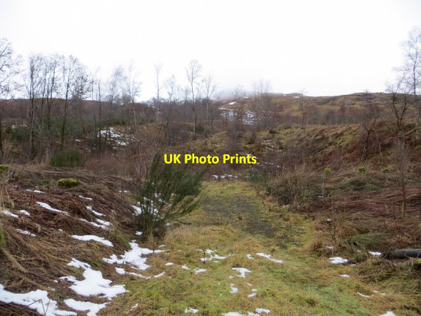 Photo 6"x4" Woodland, Glen Dochart Ardchyle c2015