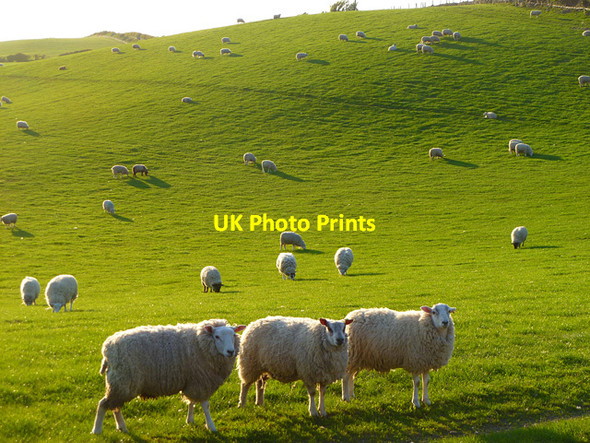 Photo 6"x4" Pasture, Allerby Allerby c2011