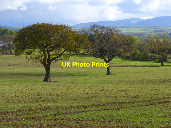 Photo 6"x4" Farmland, Skelton Highbridge\/NY3943 c2012