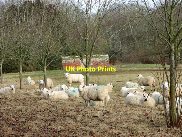 Photo 6"x4" Sheep in pasture by Bergh Apton Manor Bergh Apton c2015