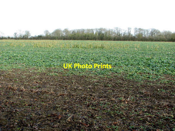 Photo 6"x4" Crop fields by Springwood Kirstead Green c2015