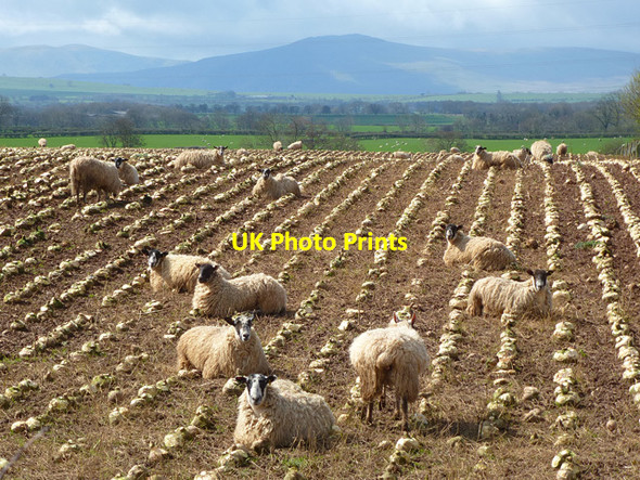 Photo 6"x4" Farmland, Hesket Thomas Close c2014