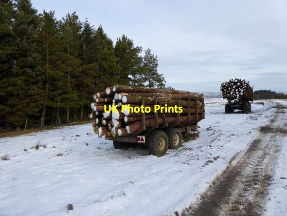 Photo 6"x4" Timber harvesting at Bridle Green Plenmeller c2015 P1
