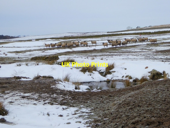 Photo 6"x4" Sheep at Low Todhillwood Coanwood c2015