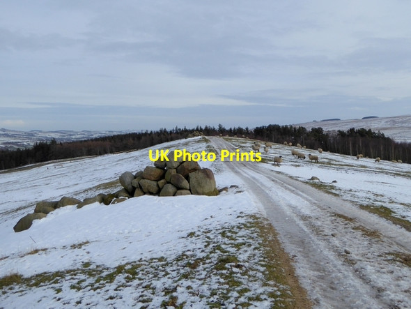 Photo 6"x4" Hirst Top Plenmeller c2015