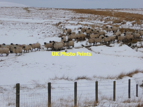 Photo 6"x4" Sheep on Blackshield Bog Plenmeller c2015 P1