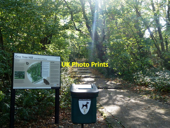 Photo 6"x4" Path, One Tree Hill Honor Oak c2011