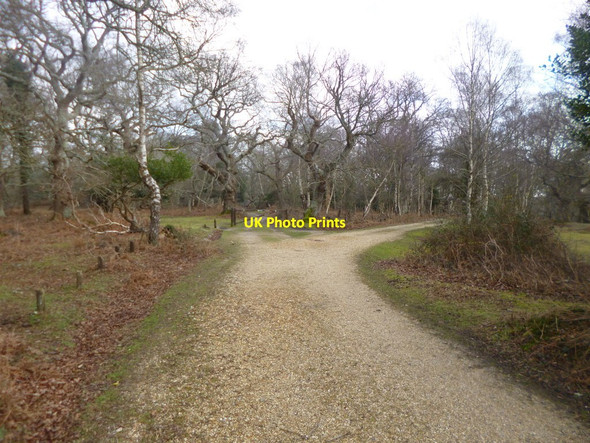 Photo 6"x4" Matley, forestry road junction Ashurst\/SU3310 c2015