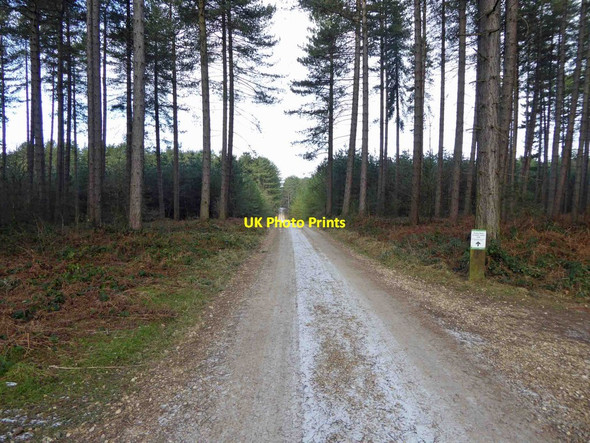 Photo 6"x4" Sherwood Pines Forest Park timber haul road \/ main road back to centre Kings Clipstone c2015
