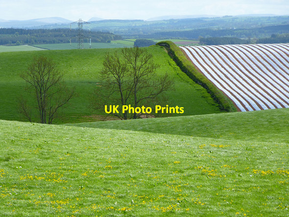 Photo 6"x4" Farmland, Penrith Carleton\/NY5329 c2013