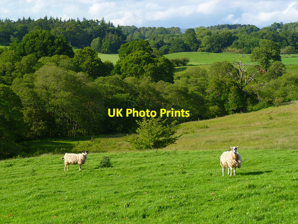 Photo 6"x4" Pasture, Kirkoswald Glassonby c2011