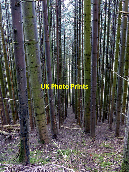 Photo 6"x4" Forestry in Coed Rheidol Devil's Bridge\/Pontarfynach c2015