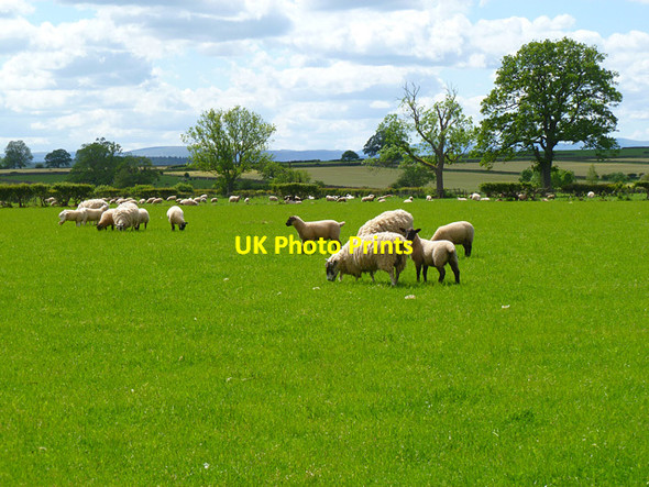 Photo 6"x4" Pastures, Culgaith Culgaith c2012