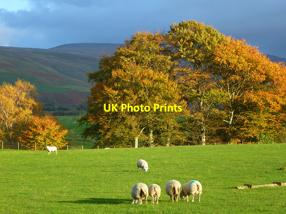 Photo 6"x4" Pasture, Ousby Crewgarth c2013