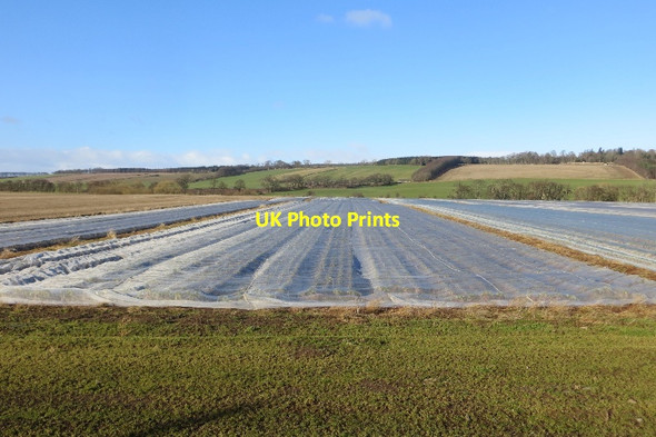 Photo 6"x4" Crops under netting Clathy c2015