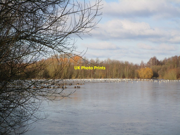 Photo 6"x4" Birds on a frozen Daneshill Lake Torworth c2015