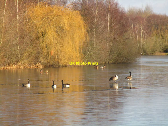 Photo 6"x4" Canada Geese and Mallard on the ice Torworth c2015