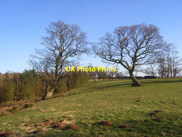 Photo 6"x4" Pasture and woodland, Milburn Milburn c2009
