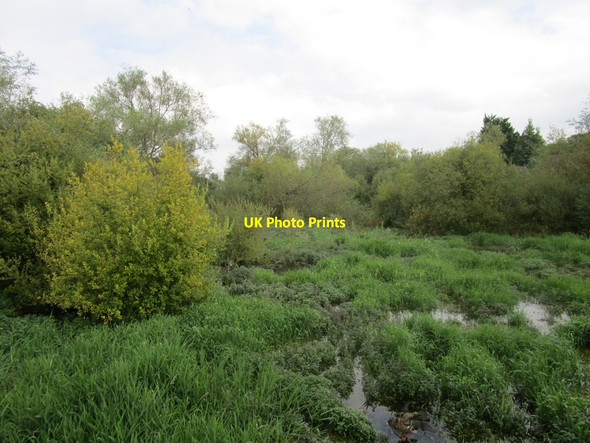 Photo 6"x4" The North Pond Bishop's Waltham c2014