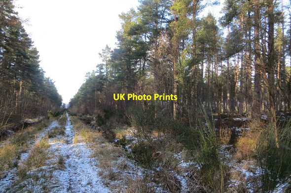 Photo 6"x4" Track, Lamberkine Wood Aberdalgie c2015