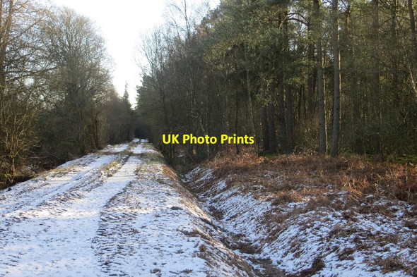 Photo 6"x4" Track, Broxden Wood Aberdalgie c2015