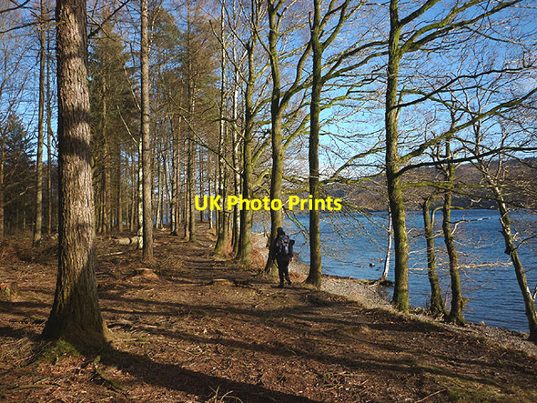 Photo 6"x4" Beside Coniston Water, Harrison Coppice Scar Head c2015
