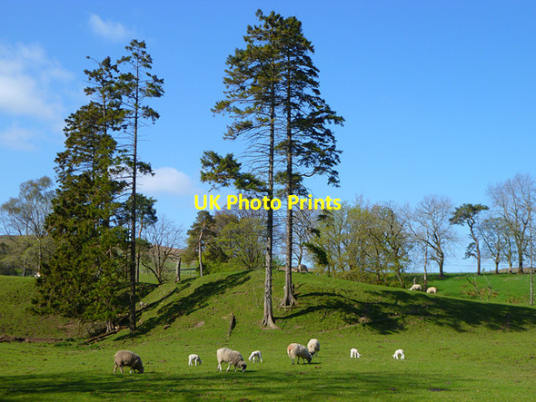 Photo 6"x4" Pasture, Nenthall, Alston Moor Galligill c2011