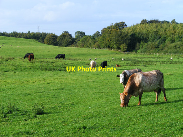 Photo 6"x4" Pasture, Farlam Farlam c2010
