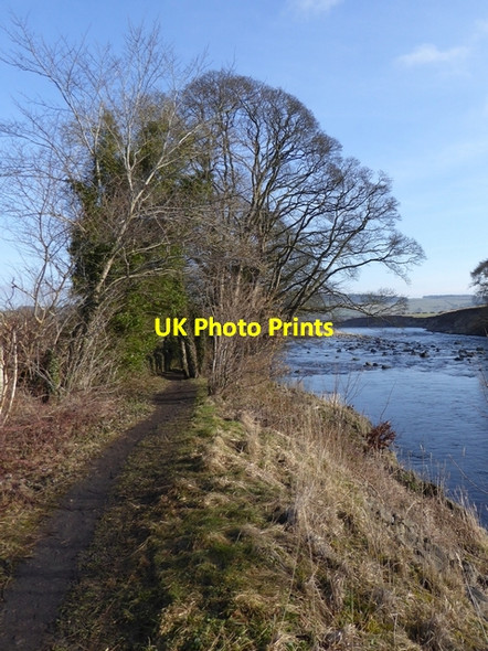Photo 6"x4" Wintry trees by the River South Tyne. Newbrough c2015